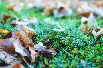 Cold september weather. Beautiful fading yellow leaves on green grass. Autumn forest or park natural landscape, close up, soft focus.