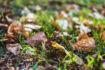 Orange autumn fallen leaves lying on green grass in soft focus.