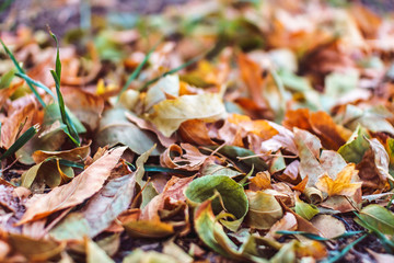 Beautiful september time. Colorful autumn leaves. Nature background.