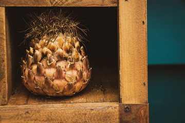 Dried artichoke flower in a wooden display pigeon hole