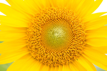 Obraz premium Yellow sunflowers. Field of sunflowers, rural landscape.