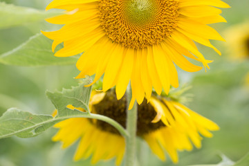 Yellow sunflowers. Field of sunflowers, rural landscape.