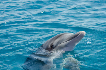 Smart dolphin at the Dolphin Reef in Eilat, on the shores of the Red Sea
