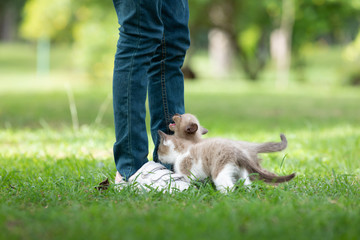 Adorable  kitten playing with human on the green grass in the park.