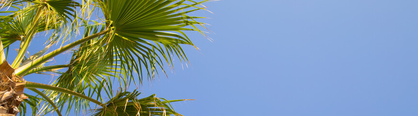 Obraz na płótnie Canvas Clear blue sky and palm tree. Tropical background
