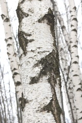 Young birches with black and white birch bark in spring in birch grove against the background of...
