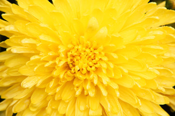 Fresh sweet colorful yellow chrysanthemum flowers head blooming with water drops texture patterns for background top view