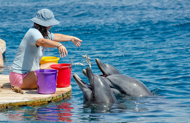 The undefined girl trainer feed the pair of dolphins at the Dolphin Reef in Eilat, on the shores of...