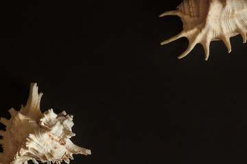 Sea shell on a dark background. Copy space.