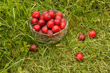 Mature red plum in the crystal vase on the grass