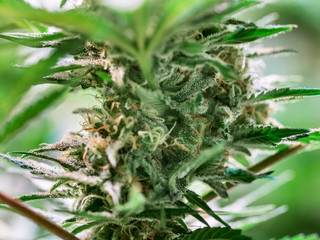 HDR close up shot of a cannabis plant blossom