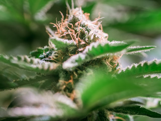 HDR close up shot of a cannabis plant blossom