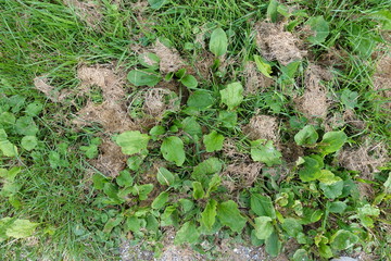vegetation with mowed dry grass