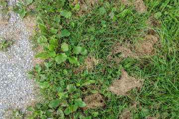 vegetation with mowed dry grass