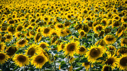 Sonnenblumen Feld in der Sonne