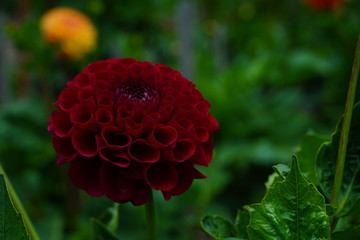 red flower in the garden