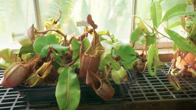 Bright green carnivorous pitcher plants in an old greenhouse.