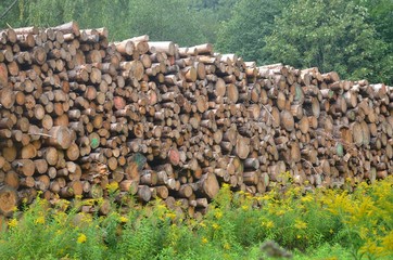 Baumstämme lagern im Wald an einer Lichtung mit gelb blühenden Wildpflanzen