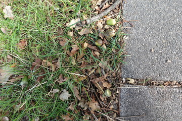 concrete tiles with adjacent vegetation