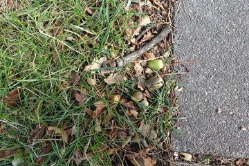 concrete tiles with adjacent vegetation