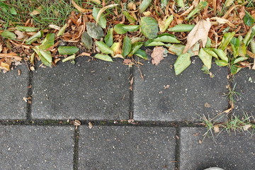 concrete tiles with adjacent vegetation