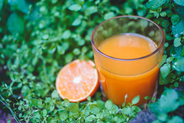 Still Life Glass of Fresh Orange Juice in the wild nature