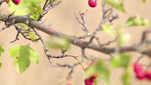 Beautiful autumn light background slow motion video. Hawthorn with red berry on the branch, warm sunny light, shallow depth of the field, bokeh.