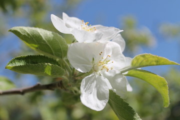 white flowers of an appletree