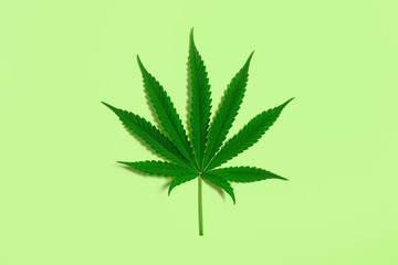 Single Green Cannabis Leaf from Medical Marijuana or Hemp Plant on Lime Green Background with Copy Space 