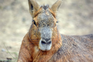 Naklejka na ściany i meble Head Closeup Portrait Exotic Hare Dolichotis Patagonum