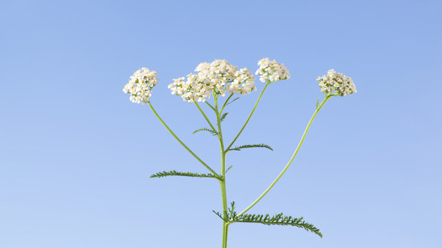 Yarrow flowers blooming on meadow