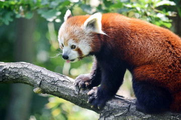 Red Panda Ailurus Fulgens Sitting on Branch