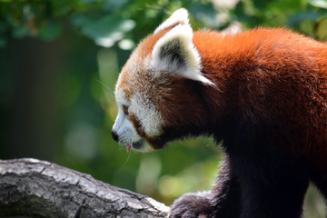 Red Panda Ailurus Fulgens on Branch Closeup