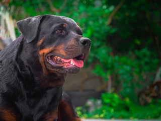 My Rottweiler dog is not aggressive, kind, stubborn, kind, loves children and boss. He likes to look out of the house and wonder about everything that is moving with a cute face.