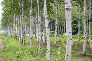 Birch forest in summer, a birch grove, a straight road in the forest.