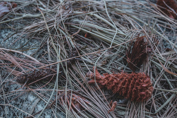 pine needles
