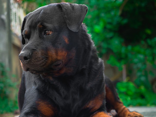 My Rottweiler dog is not aggressive, kind, stubborn, kind, loves children and boss. He likes to look out of the house and wonder about everything that is moving with a cute face.