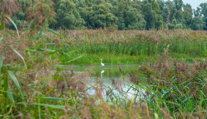 Obraz premium The edge of a pond with reed in a green grassy field below a cloudy blue sky in sunlight in summer
