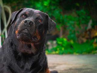 My Rottweiler dog is not aggressive, kind, stubborn, kind, loves children and boss. He likes to look out of the house and wonder about everything that is moving with a cute face.