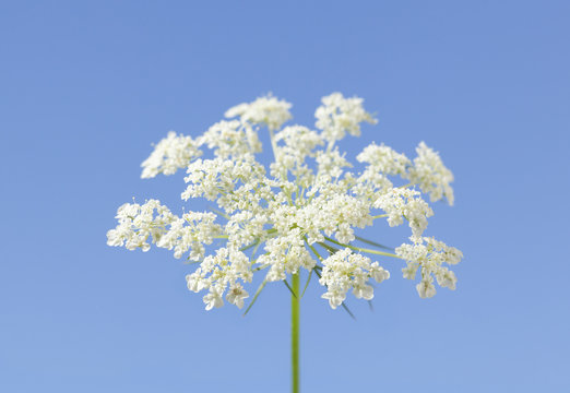Macro of umbrellate inflorescence flower head