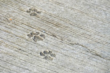 Dogs footprint on hard cement ground floor of a small pavement