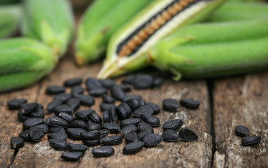 Sesame seeds with green pods