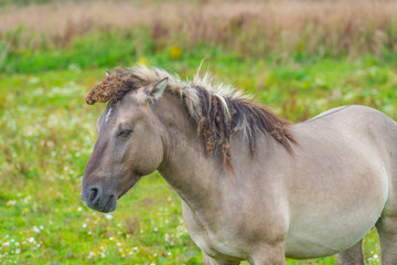 Fototapeta premium Horses in a field in wetland in summer
