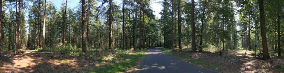 Fototapeta na wymiar Road through the forest at the Lemelerberg