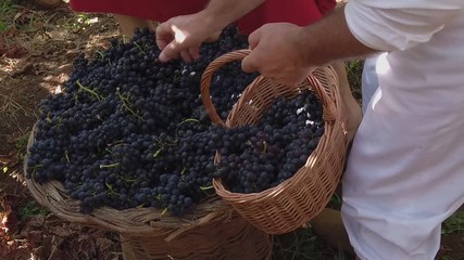 People harvesting grapes in the vineyard of Madeira Wine Festival in Estreito de Camara de Lobos, Madeira island.