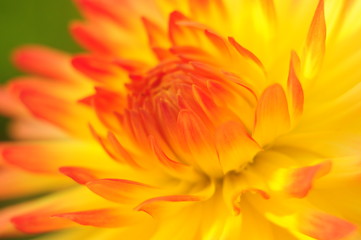 Bright red-yellow Bud blooming Aster close-up