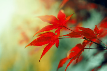 Red autumn maple leaves close up