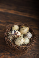 quail eggs in nest