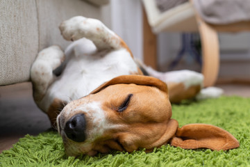 Cute beagle puppy lying on a green carpet at home. Purebred, bes