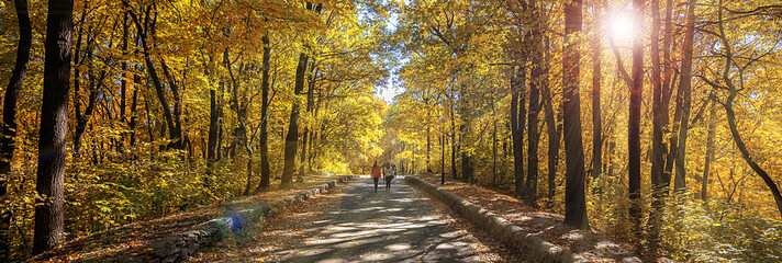 Fototapeta na wymiar Gold autumn landscape, wallpaper. Sun rays make their way through trees and illuminate the road passing through forest. Beauty of season nature. Panoramic banner